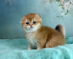 Кошки в Саранске: Вислоухая девочка золотая шиншилла Девочка, 50 000 руб. - фото 3