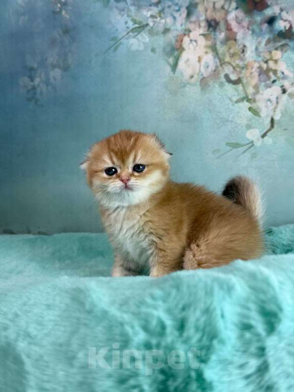 Кошки в Саранске: Вислоухая девочка золотая шиншилла Девочка, 50 000 руб. - фото 3