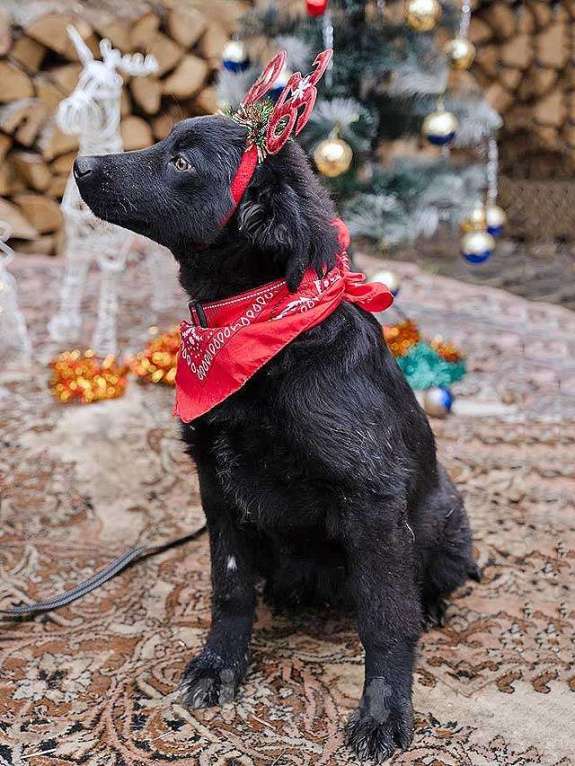 Собаки в Москве: Ищет дом очаровательный щенок-подросток Мишутка Мальчик, Бесплатно - фото 4