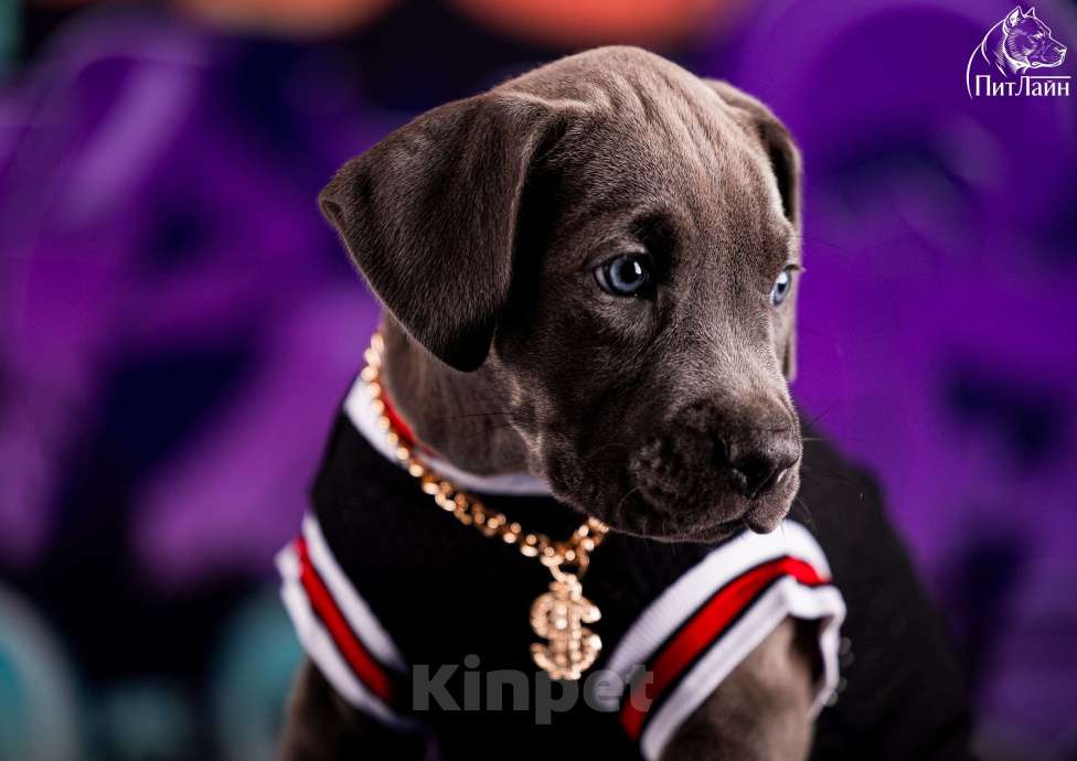 Собаки в Ульяновске: Американский питбультерьер, девочка Девочка, Бесплатно - фото 6