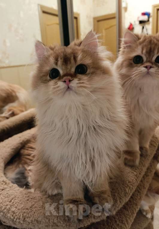 Кошки в Санкт-Петербурге: Золотые котики Мальчик, 15 000 руб. - фото 8