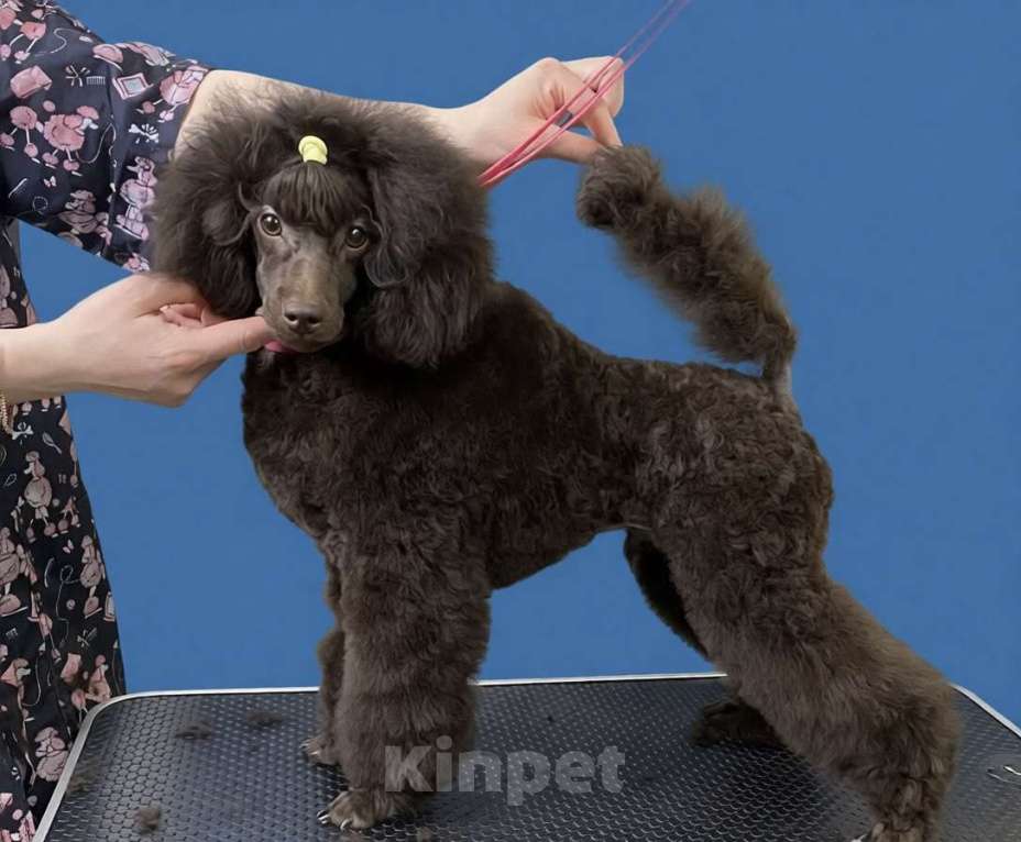 Собаки в Москве: Щенки пуделя Мальчик, Бесплатно - фото 4