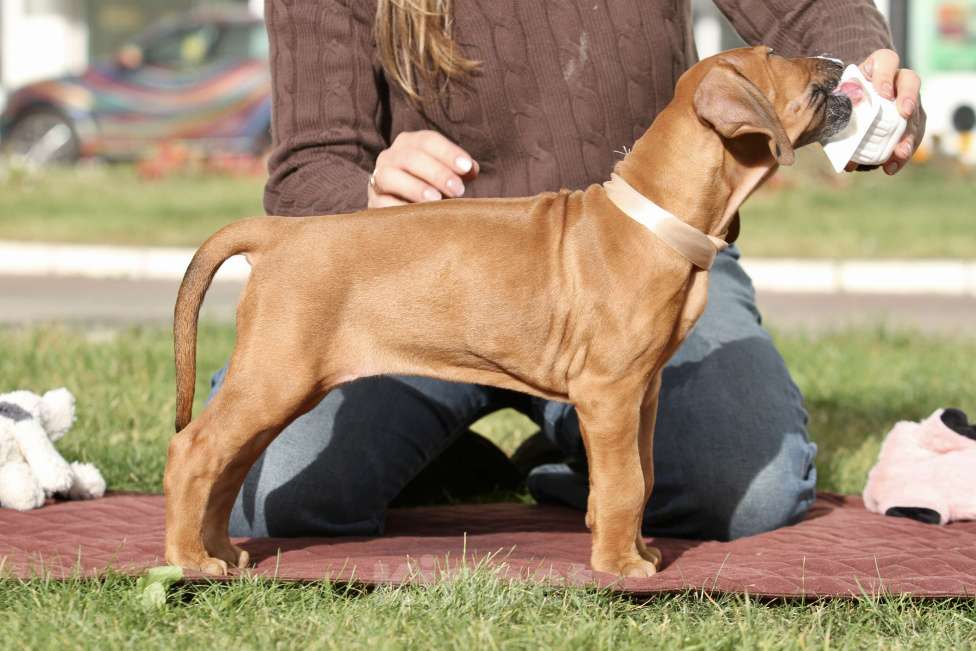 Собаки в Москве: Девочка для дома и любви  Девочка, 70 000 руб. - фото 2