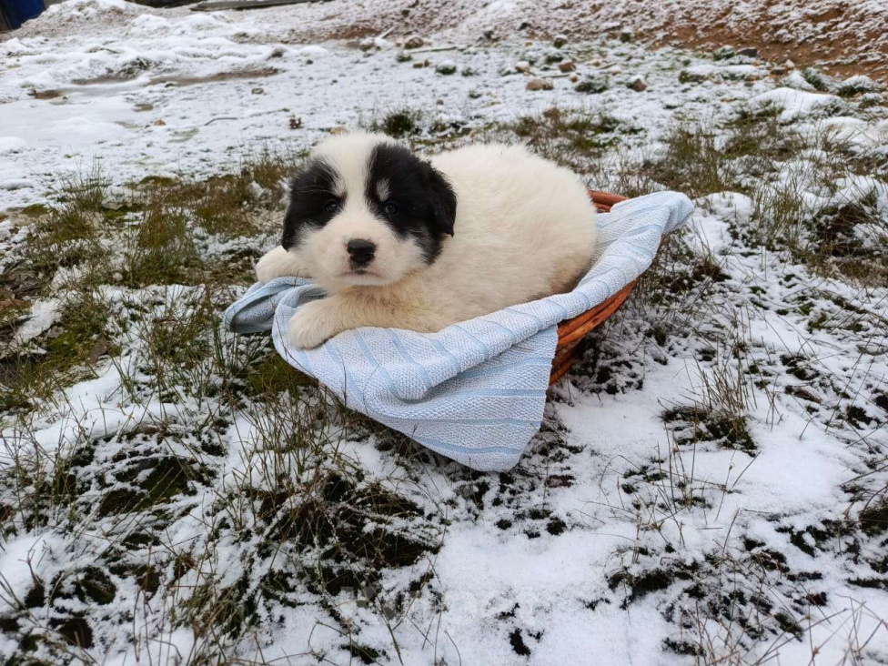 Собаки в Малоярославце: щенки пиренейской горной собаки_мальчик 1 Мальчик, 40 000 руб. - фото 5