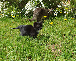Кошки в Спасе-Клепике: Котенок в добрые руки  Девочка, Бесплатно - фото 2