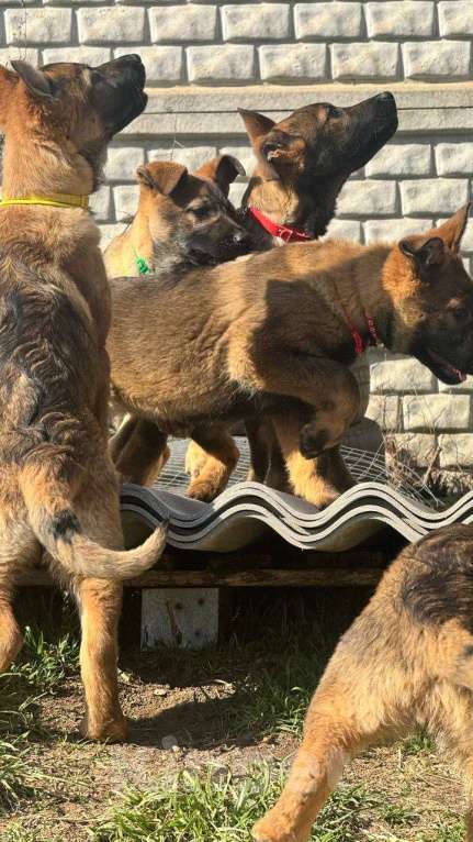 Собаки в других городах Крыма: Щенки немецкой овчарки Девочка, Бесплатно - фото 6