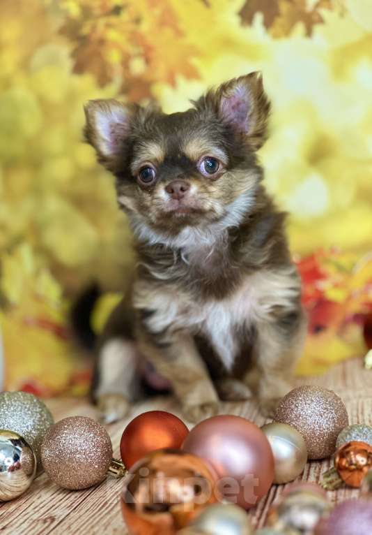 Собаки в Москве: Шикарная малышка чихуахуа Девочка, 60 000 руб. - фото 1