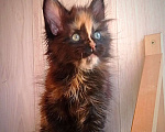 Кошки в Чкаловске: Котёнок мейн-кун Девочка, 20 000 руб. - фото 1
