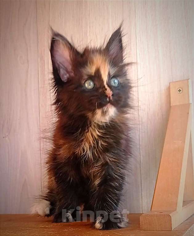 Кошки в Чкаловске: Котёнок мейн-кун Девочка, 20 000 руб. - фото 1