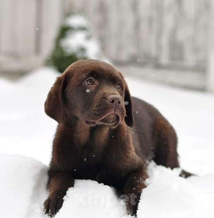 Собаки в Задонске: Девочка Лабрадора Мальчик, 65 000 руб. - фото 3