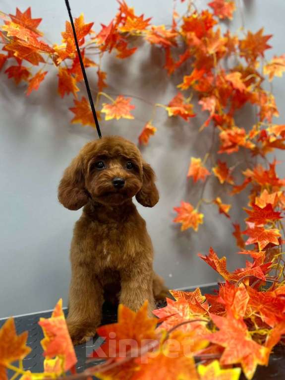 Собаки в Раменском: Мальтипу малтчик Мальчик, Бесплатно - фото 2