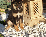 Собаки в Дмитрове: Продажа щенков сиба-ину Мальчик, 60 000 руб. - фото 1
