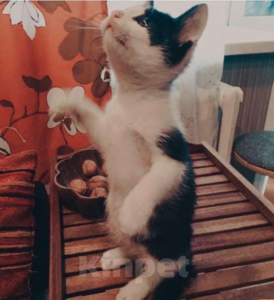 Кошки в Москве: Красивый котенок в дар Мальчик, Бесплатно - фото 5