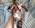 Кошки в Нижнем Новгороде: Котенок девочка Девочка, Бесплатно - фото 2