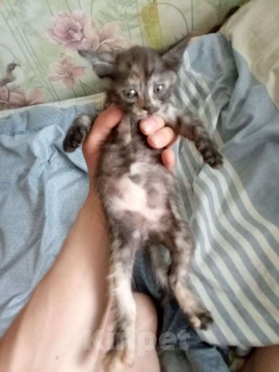 Кошки в Нижнем Новгороде: Котенок девочка Девочка, Бесплатно - фото 2