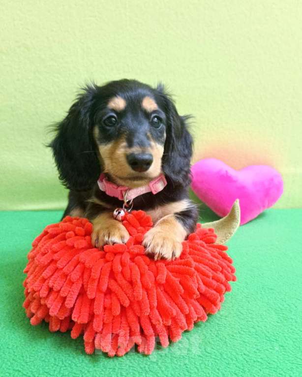 Собаки в Санкт-Петербурге: такса кроличья девочка длинношерстная Девочка, Бесплатно - фото 1