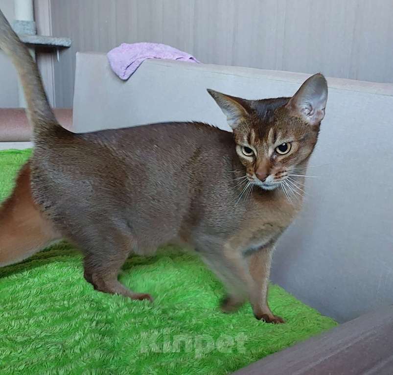 Кошки в Москве: Абиссинская отдам Девочка, Бесплатно - фото 4