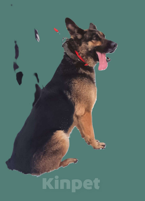 Собаки в Ореховом-Зуево: РОКСИ -метис овчара (сука) 2года, девочка  Девочка, Бесплатно - фото 4