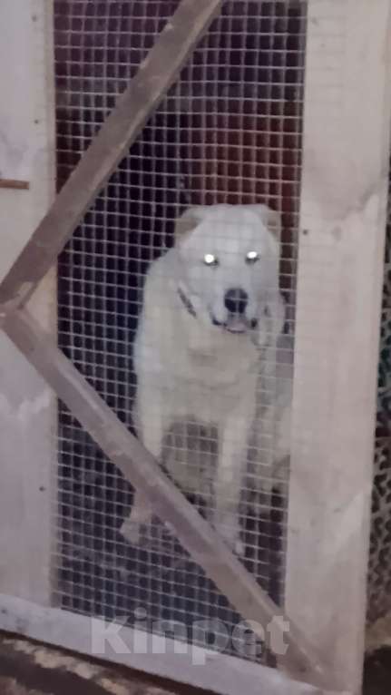 Собаки в других городах Краснодарского края: Алабай (САО)  Мальчик, Бесплатно - фото 2