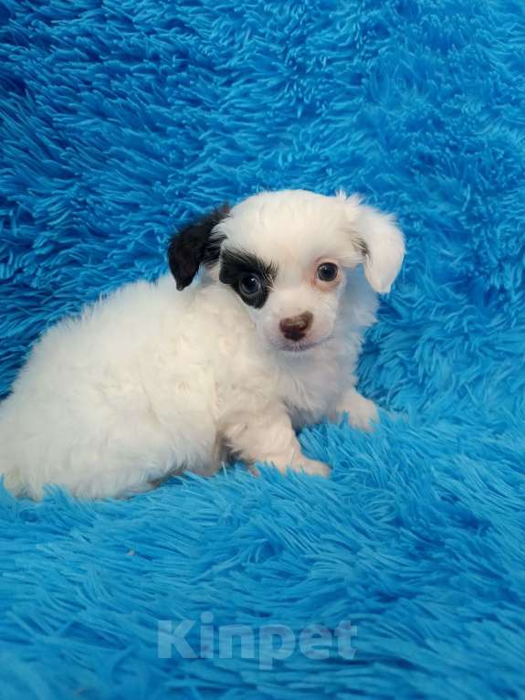 Собаки в Санкт-Петербурге: Пуховая красотка  Девочка, 45 000 руб. - фото 2