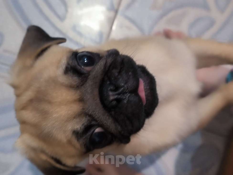 Собаки в Ульяновске: Щенок Мопса Мальчик, 29 000 руб. - фото 4