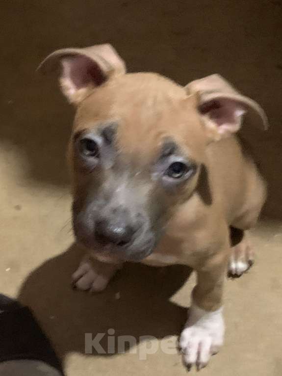 Собаки в Новосибирске: Красотка Девочка, 20 000 руб. - фото 2