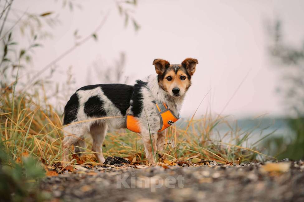 Собаки в Москве: Шарлотта Девочка, Бесплатно - фото 3