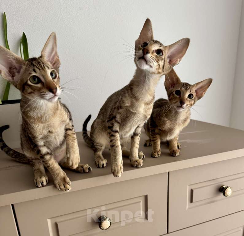 Кошки в Москве: Ориенталы Девочка, 45 000 руб. - фото 5