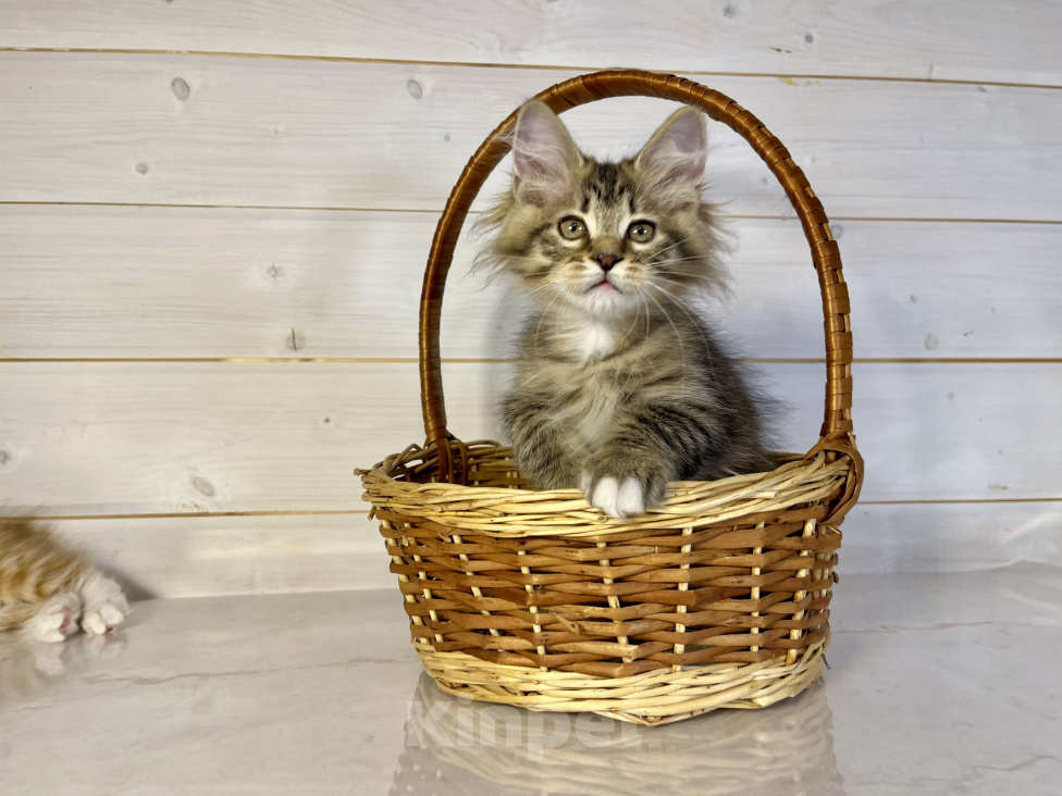 Кошки в других городах Московской области: Pixel of Rufus vallis Мальчик, 50 000 руб. - фото 1