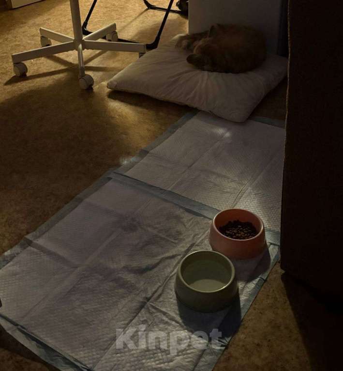 Собаки в Петрозаводске: Собачка ищет хозяев Мальчик, Бесплатно - фото 1