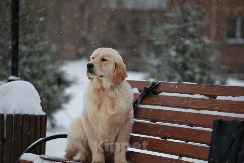 Собаки в Москве: Щенки золотистого ретривера  Девочка, 55 000 руб. - фото 1