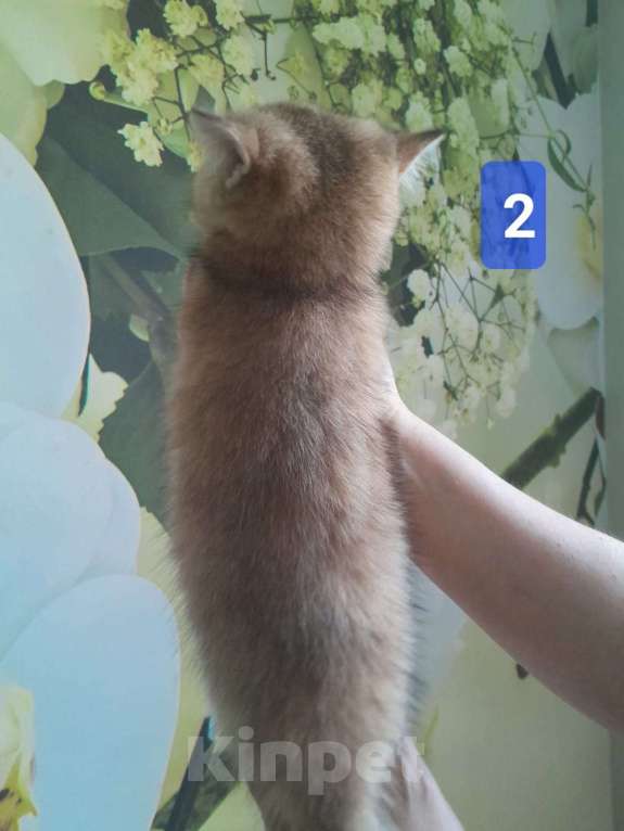 Кошки в Люберцах: Шотландские котята Мальчик, 15 000 руб. - фото 3