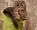 Кошки в Волгодонске: Кот на вязку., 2 000 руб. - фото 1