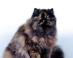 Кошки в Малмыже: Котята от персидской кошки, 500 руб. - фото 4