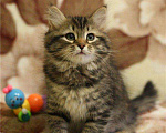Кошки в Ливны: Сибирские котята, 5 000 руб. - фото 1