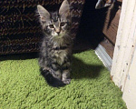 Кошки в Кувшиново: Котята мейн кун, 10 000 руб. - фото 6
