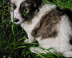 Собаки в Краснодаре: Срочно. Щенки ищут дом Мальчик, Бесплатно - фото 1
