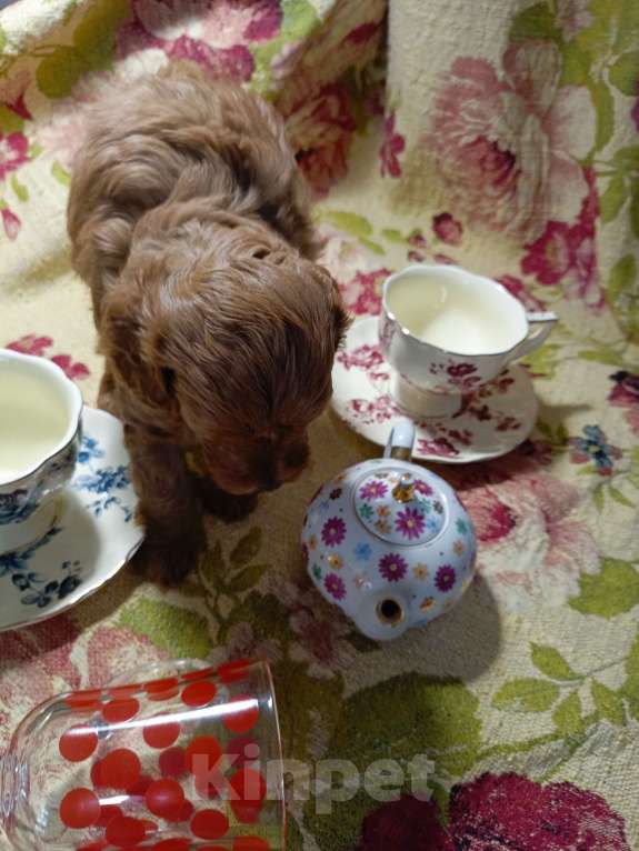 Собаки в Симферополе: Продам щенков кавапу Девочка, 90 000 руб. - фото 5