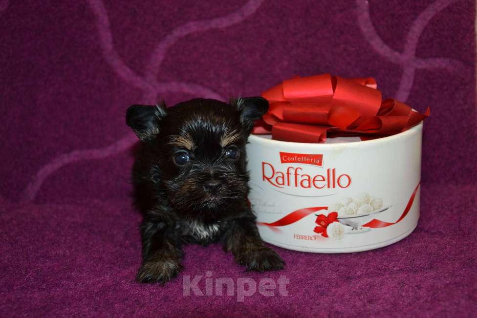 Собаки в Москве: Щенки цветного йорка Девочка, 50 000 руб. - фото 3