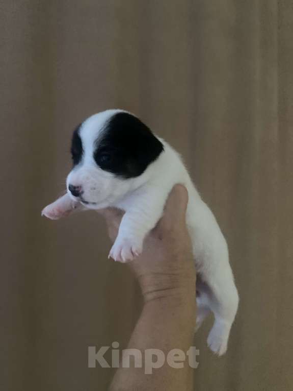 Собаки в Геленджике: Щенки Девочка, 30 000 руб. - фото 3