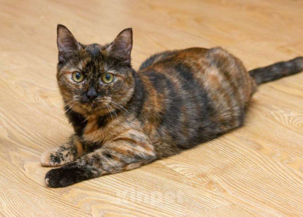 Кошки в Москве: Пятнашка ищет дом Девочка, Бесплатно - фото 3