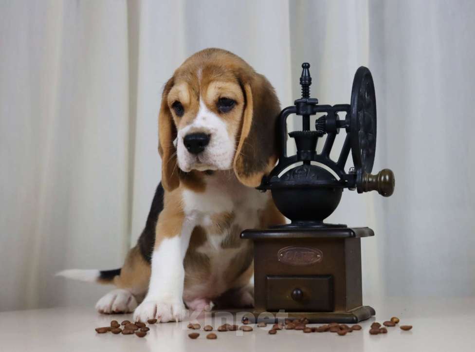 Собаки в Краснодаре: Замечательный малыш бигля  Мальчик, 60 000 руб. - фото 4