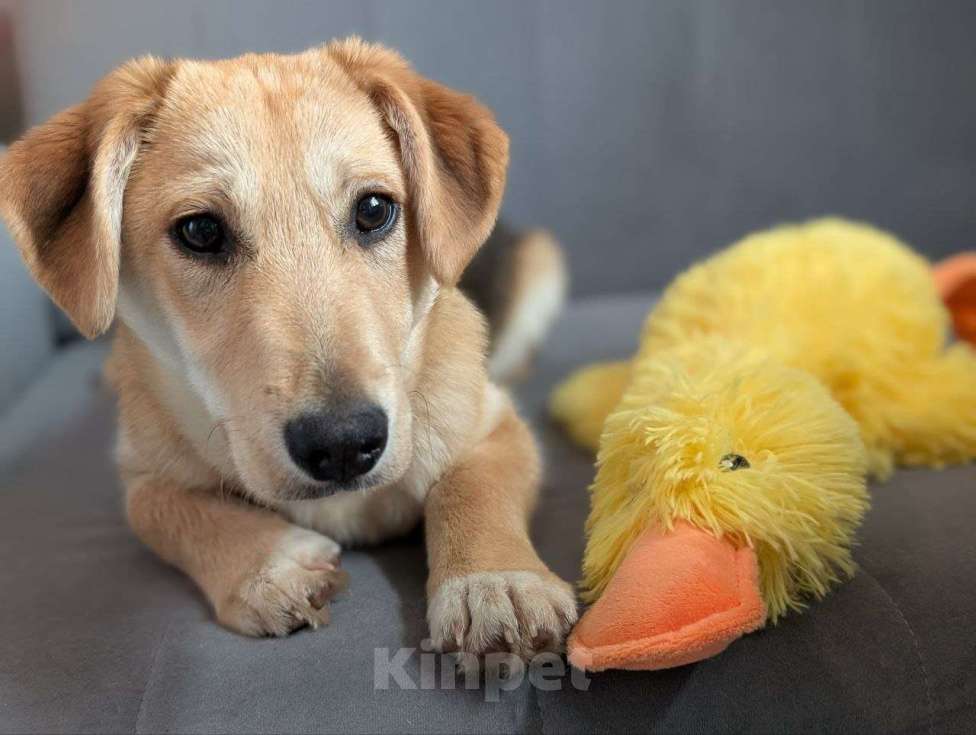 Собаки в Жуковском: Раф - щенок девочка из отлова Девочка, Бесплатно - фото 4