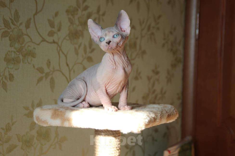 Кошки в Уфе: котята, 15 000 руб. - фото 1