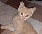 Кошки в Барнауле: Милые котята Разнополые, Бесплатно - фото 3