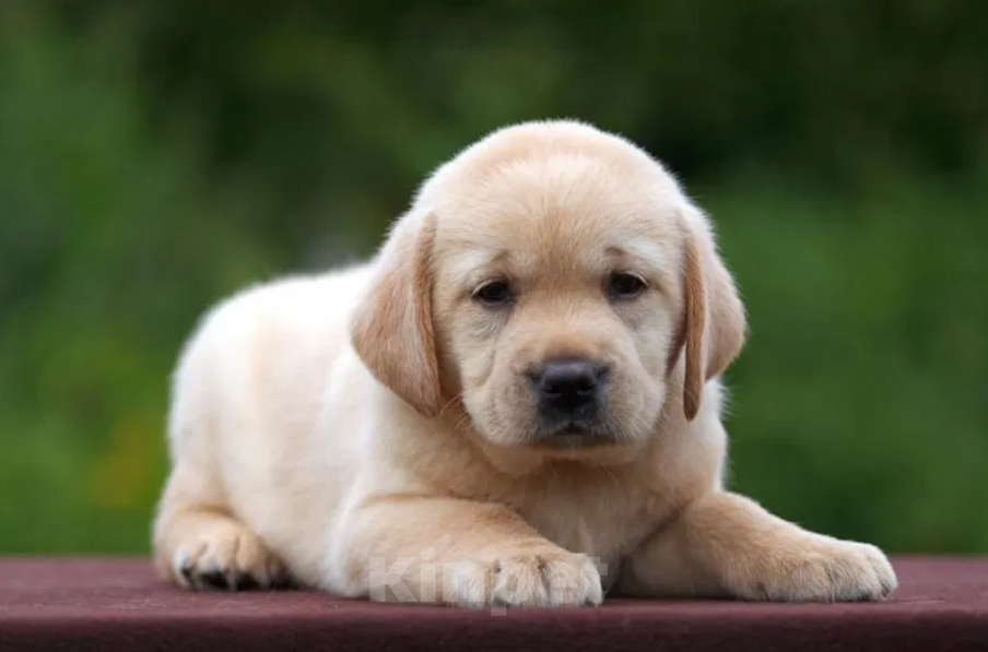 Собаки в Ростове-на-Дону: Палевые щенки Лабрадора Мальчик, 17 000 руб. - фото 5