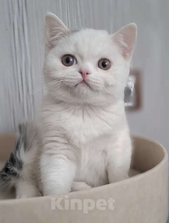 Кошки в Ярославле: Шотландский короткошерстный мальчик Мальчик, 25 000 руб. - фото 3