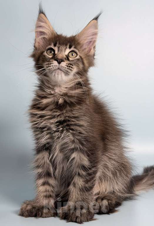 Кошки в других городах Московской области: Очаровательная полидевочка Девочка, 40 000 руб. - фото 3