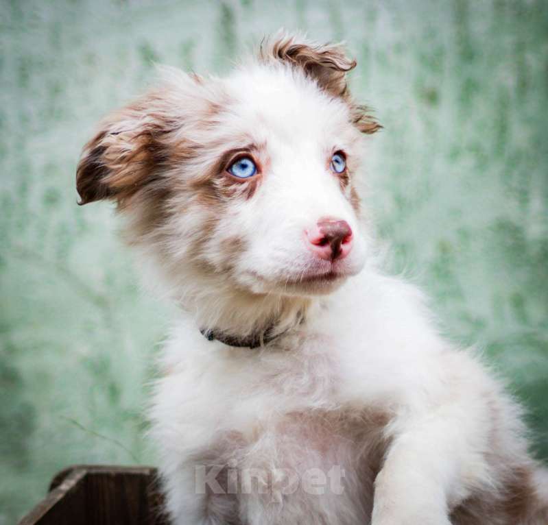 Собаки в Москве: Бордер колли, мальчики Мальчик, 80 000 руб. - фото 1