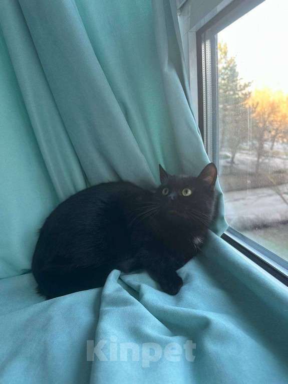 Кошки в Москве: Кошка Багира ищет дом Девочка, Бесплатно - фото 7